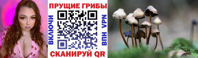 Псилоцибиновые грибы Psilocybe  Купить закладки  Верхний Тагил 